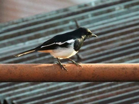 Фото Oriental magpie-robin