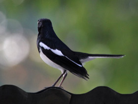 Фото Oriental magpie-robin