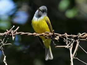 Фото Grey-headed canary-flycatcher