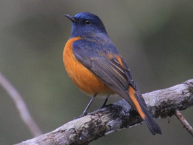Фото Blue-fronted Redstart