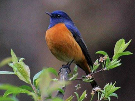 Фото Blue-fronted Redstart