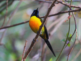 Фото Green-tailed Sunbird