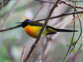 Фото Green-tailed Sunbird