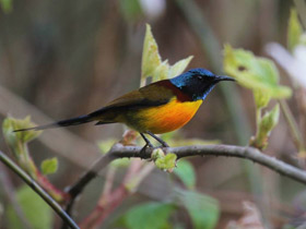 Фото Green-tailed Sunbird