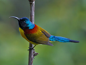 Фото Green-tailed Sunbird