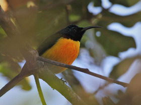 Фото Green-tailed Sunbird