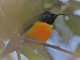 Фото Green-tailed Sunbird