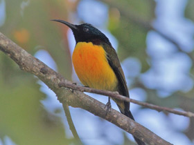 Фото Green-tailed Sunbird