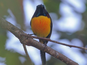 Фото Green-tailed Sunbird