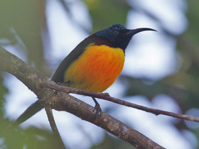 Фото Green-tailed Sunbird