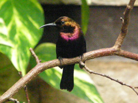 Фото Copper sunbird