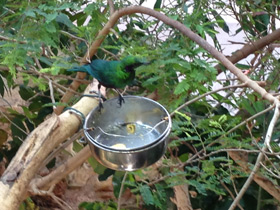 Фото Malachite sunbird