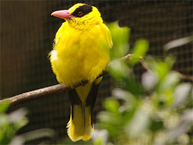 Фото Black-naped Oriole