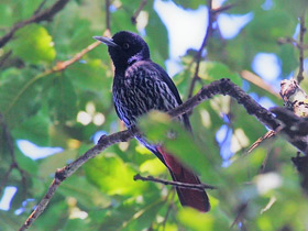 Фото Maroon Oriole