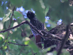 Фото Maroon Oriole
