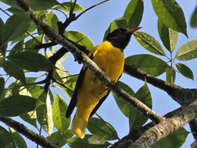 Фото Black-hooded Oriole