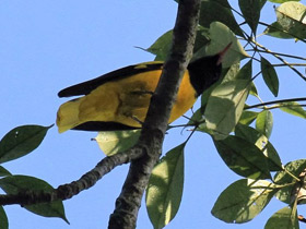 Фото Black-hooded Oriole