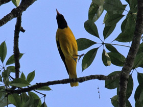 Фото Black-hooded Oriole