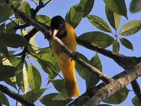 Фото Black-hooded Oriole