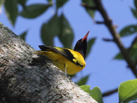 Фото Black-hooded Oriole