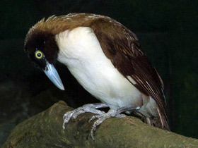 Фото Lesser bird-of-paradise