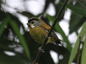 Фото Black-throated Parrotbill