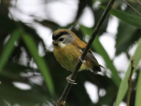 Фото Black-throated Parrotbill