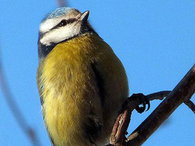 Фото Eurasian blue tit