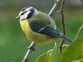 Фото Eurasian blue tit