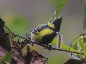 Фото Indian black-lored tit