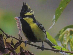 Фото Indian black-lored tit