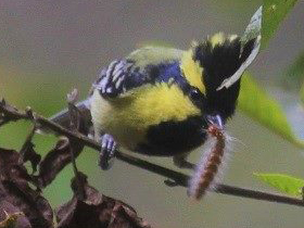 Фото Indian black-lored tit