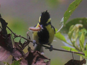 Фото Indian black-lored tit