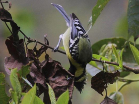 Фото Indian black-lored tit