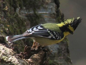 Фото Indian black-lored tit