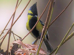 Фото Indian black-lored tit