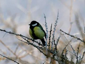 Фото Great tit