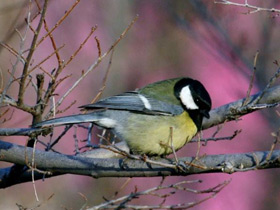 Фото Great tit