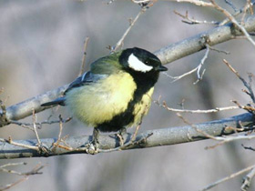 Фото Great tit