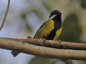 Фото Green-backed Tit