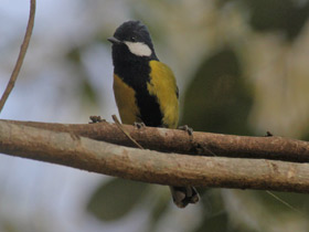 Фото Green-backed Tit