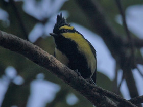 Фото Himalayan Black-lored Tit