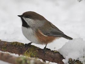 Фото Boreal chickadee