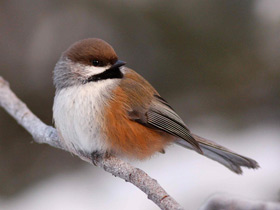 Фото Boreal chickadee