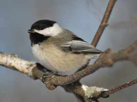 Фото Marsh tit