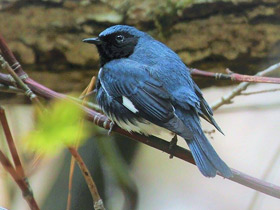 Фото Black-throated Blue Warbler