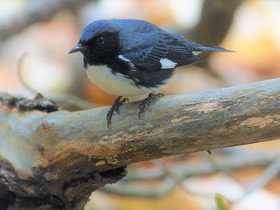 Фото Black-throated Blue Warbler