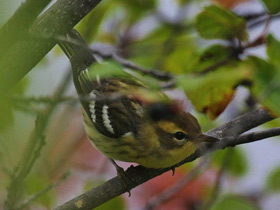 Фото Blackburnian warbler