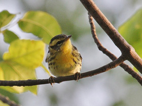 Фото Blackburnian warbler