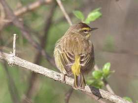 Фото Palm warbler